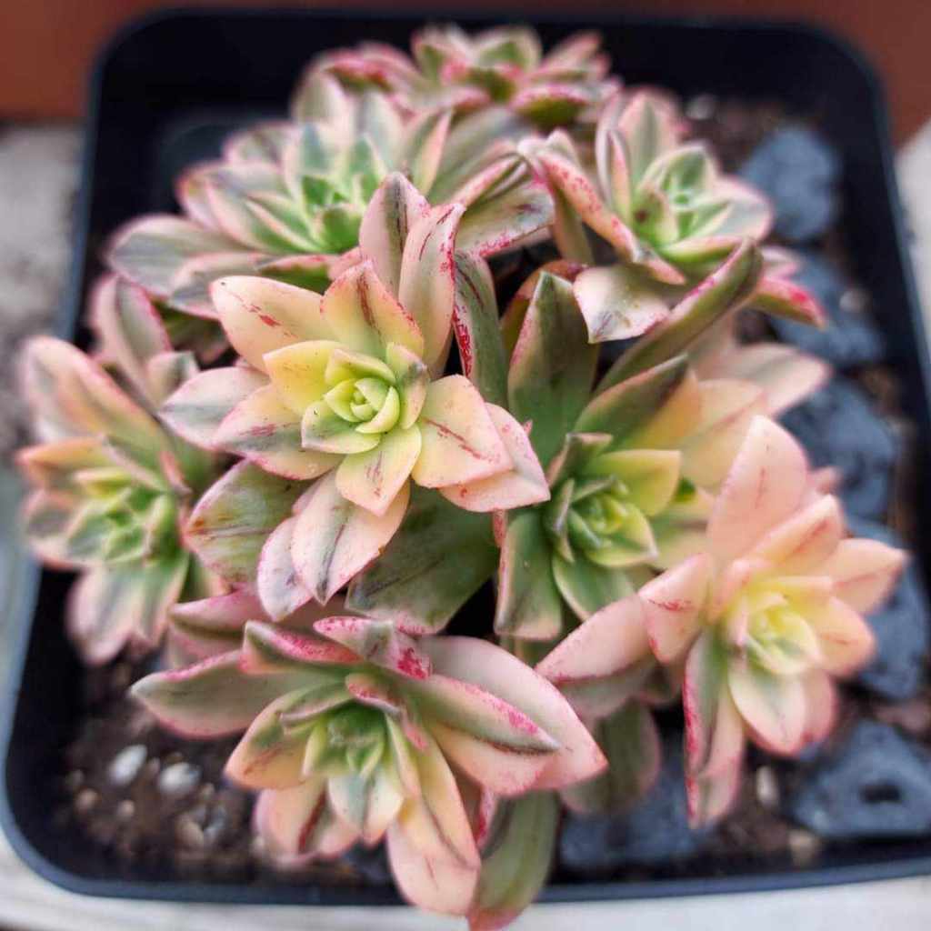 Aeonium Green Tea