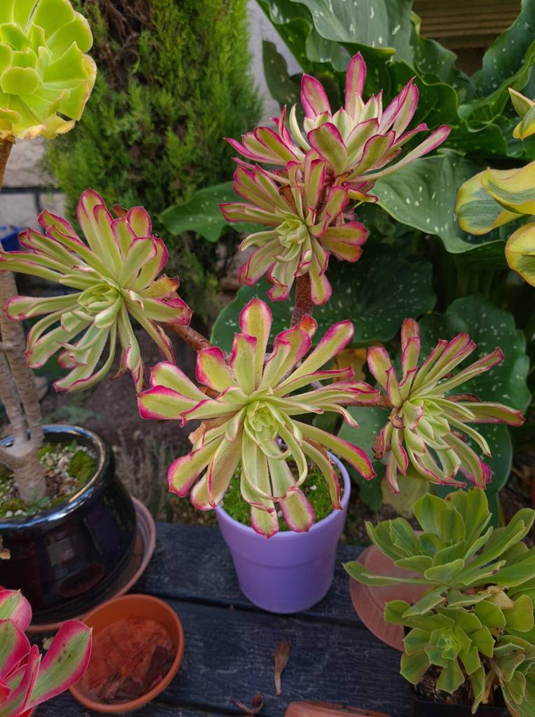 Aeonium Scarlett Ink