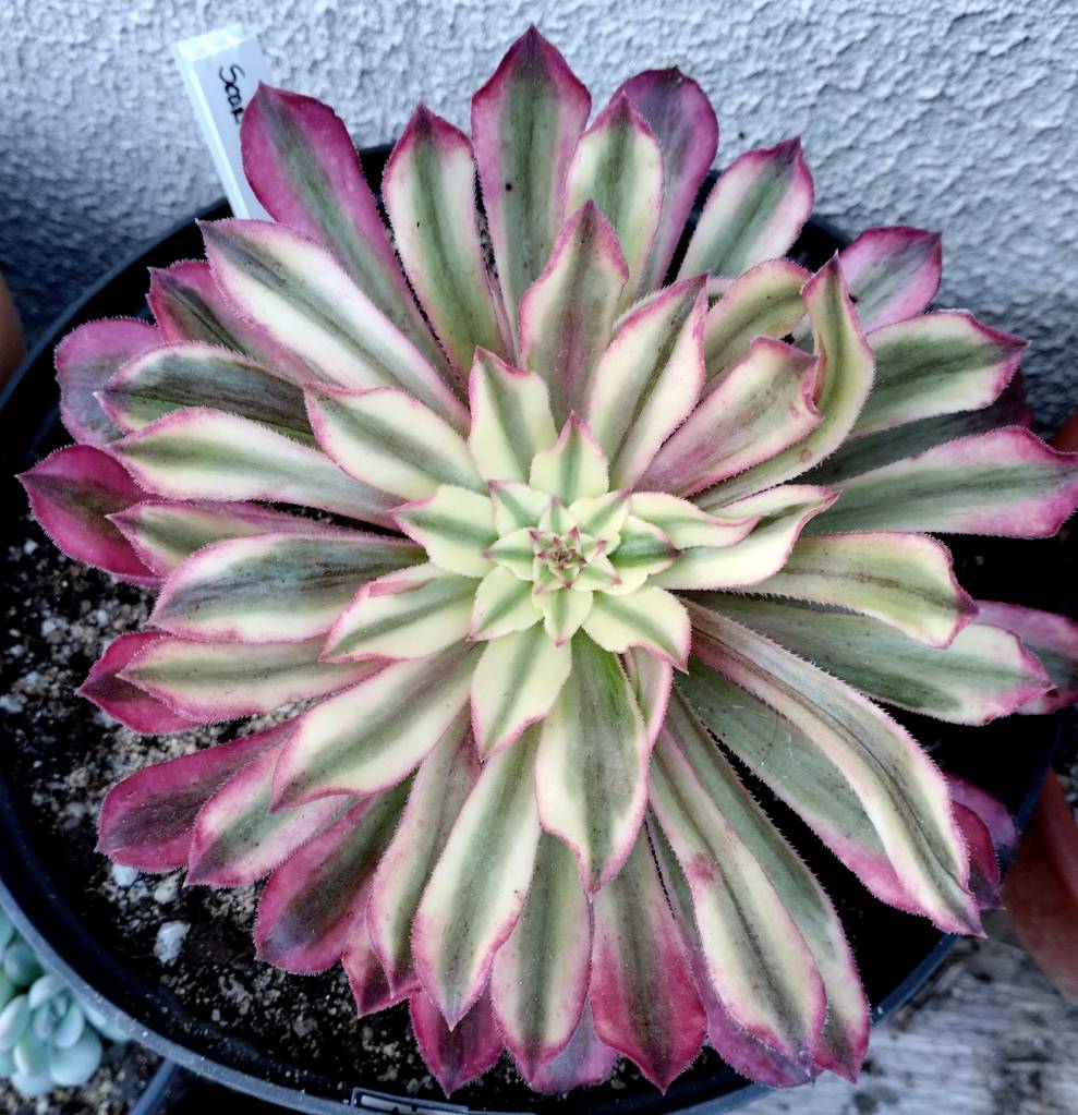 Aeonium Scarlett Ink