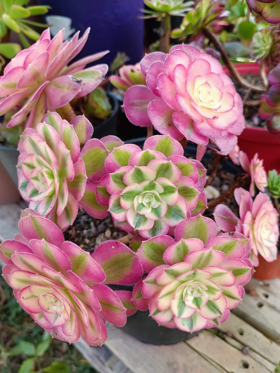 Aeonium &lsquo;Love in the fallen city&rsquo; (&lsquo;Qingcheng&rsquo;)