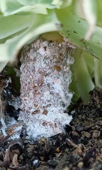 Mealybugs on Aeoniums: How to Identify, Treat and Prevent an Infestation