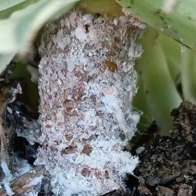 Comment lutter contre les cochenilles des Aeonium