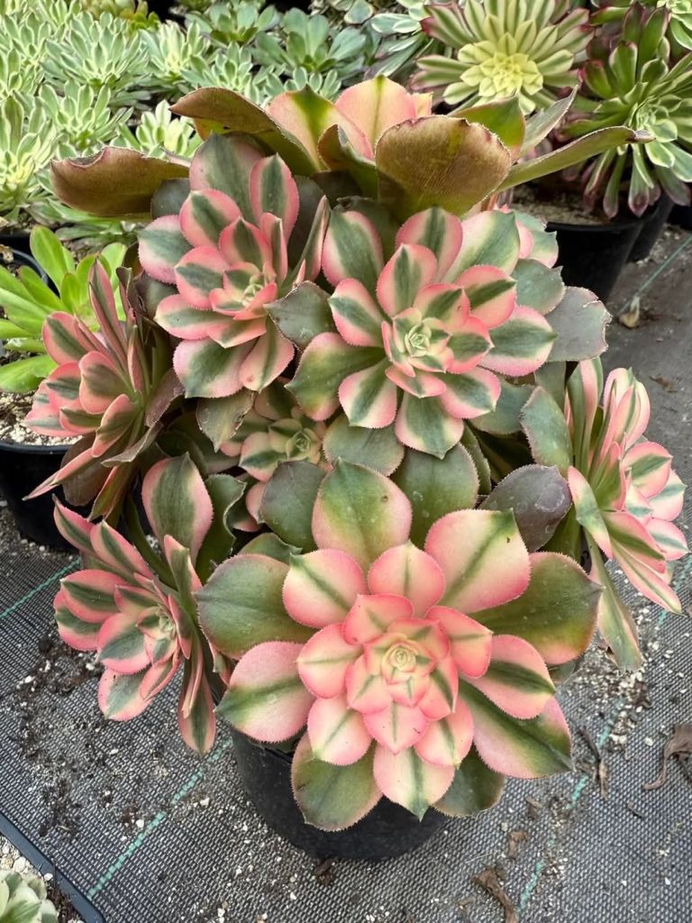 Aeonium Princess