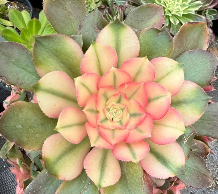 Aeonium Princess