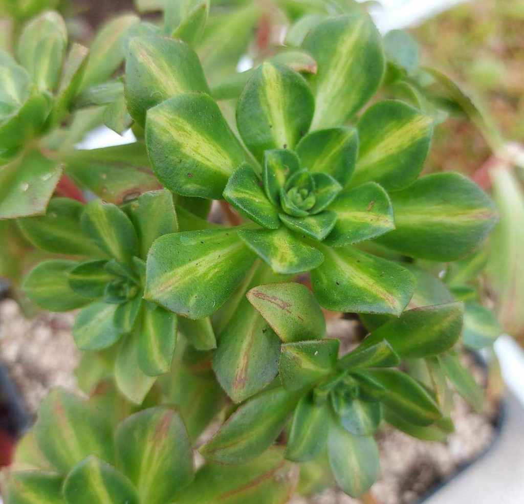 Aeonium 'Green Tea Middle'