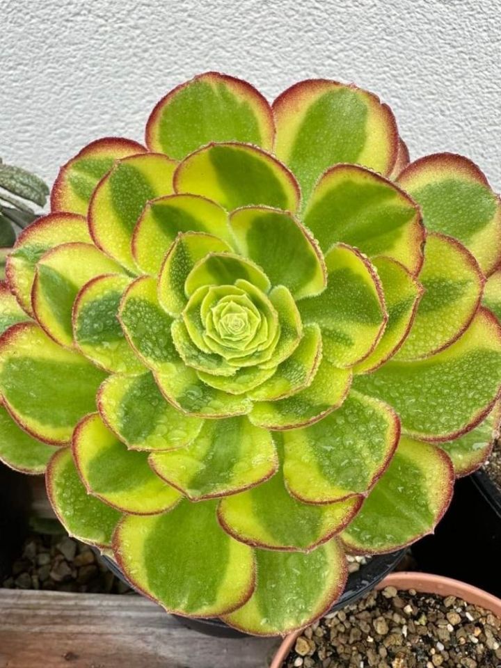 Aeonium Milky White