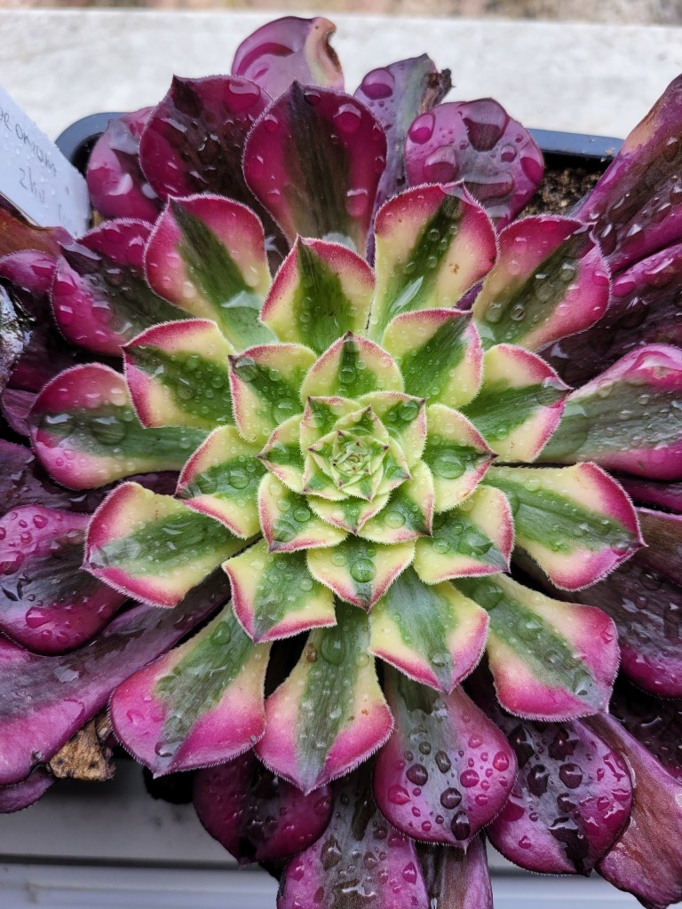 Aeonium Zhu Rong