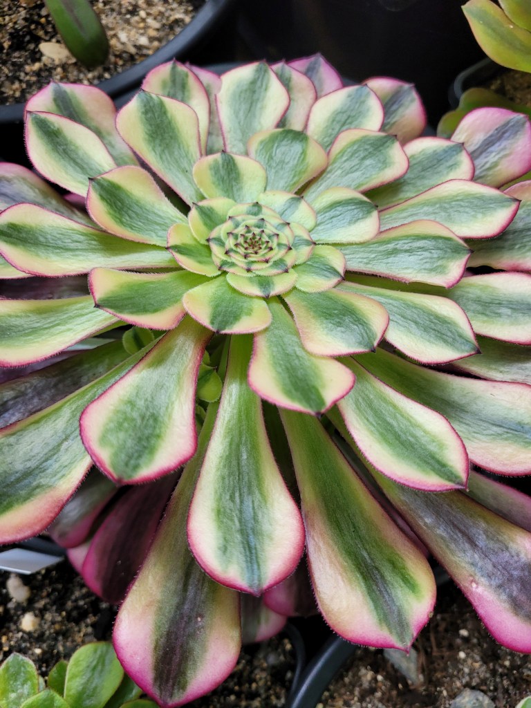 Aeonium Zhu Rong