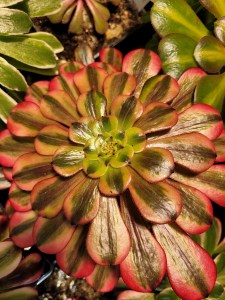 Aeonium Chocolates