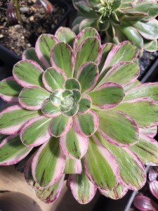 Aeonium Rubrolineatum variegata "V"