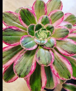 Aeonium Rubrolineatum variegata "V"