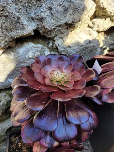 Aeonium Chocolates