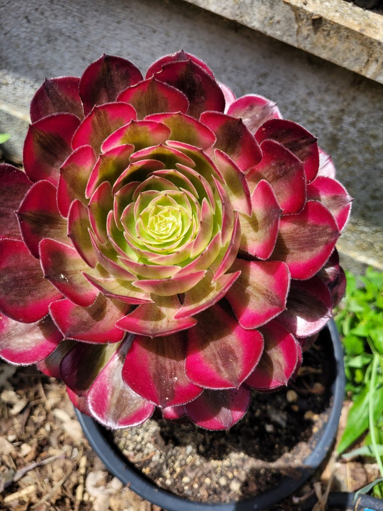 Aeonium Zhu Rong