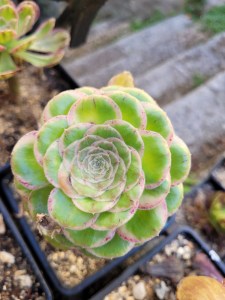 Aeonium Rubrolineatum variegata "V"
