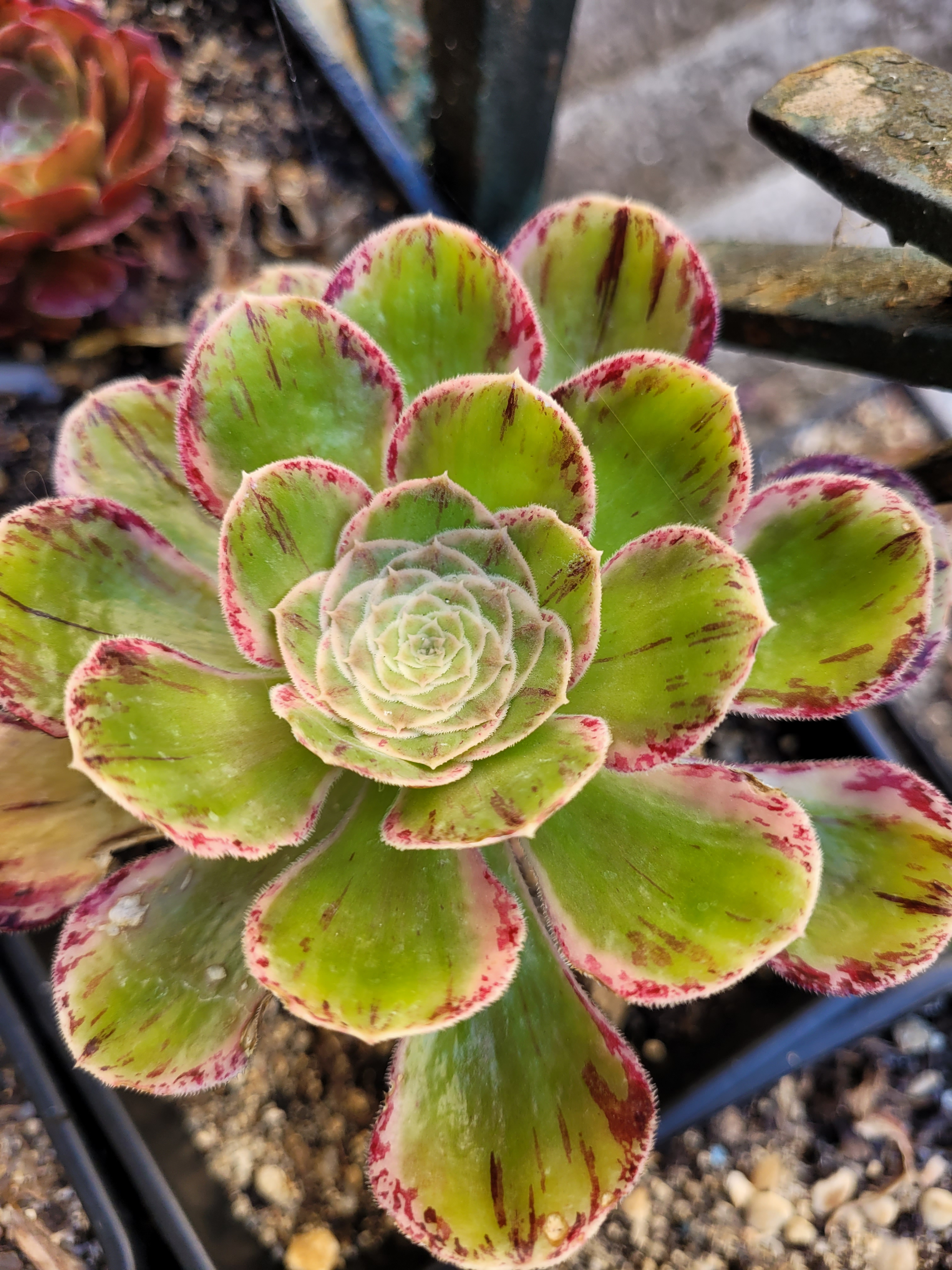 Aeonium &lsquo;Rubrolineatum Variegata V&rsquo;