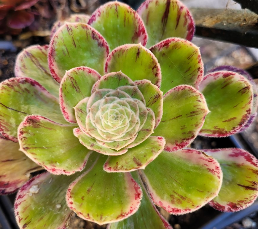 Aeonium rubrolineatum V variegata