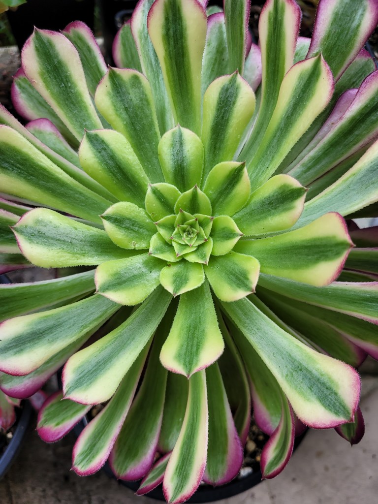 Aeonium Zhu Rong