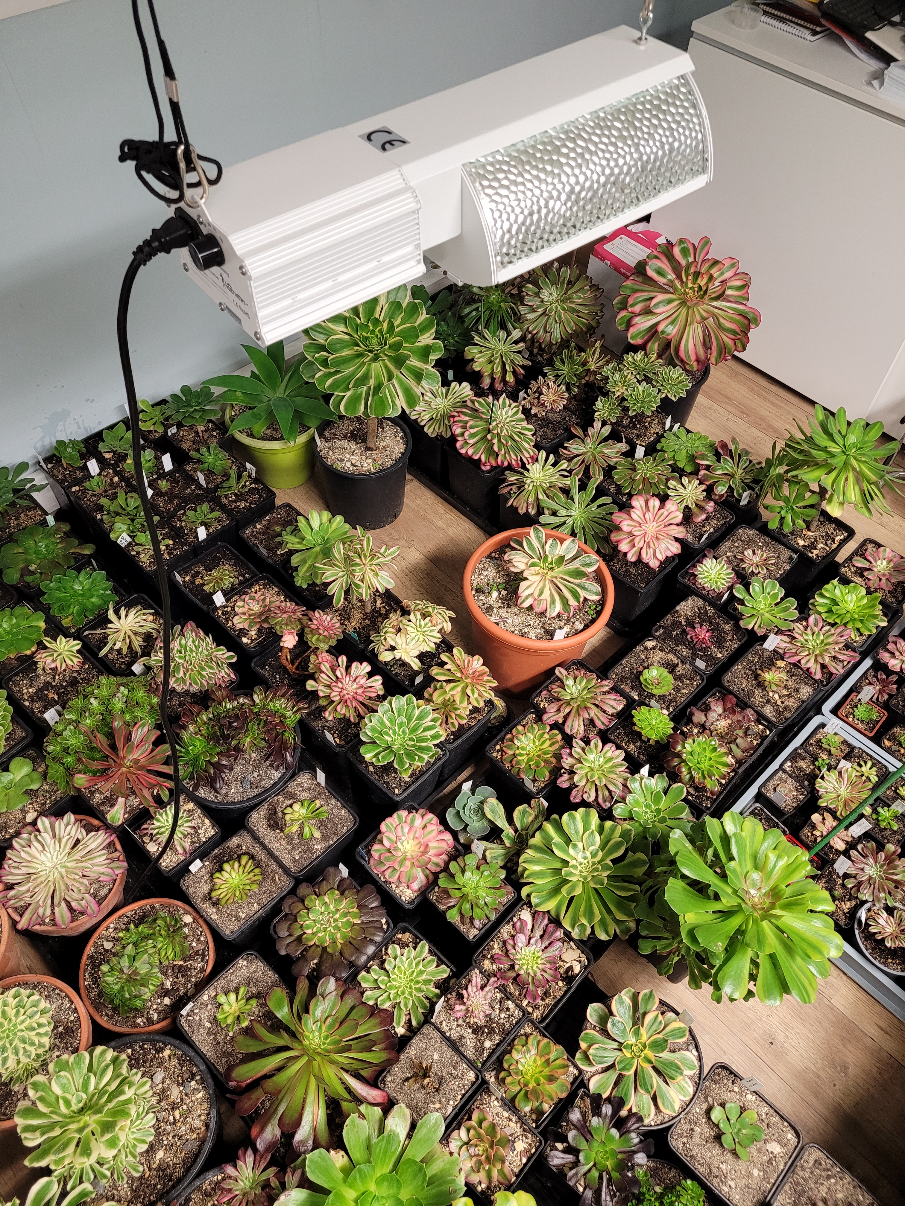 Éclairage horticole des Aeoniums : lampes, intensité et installation