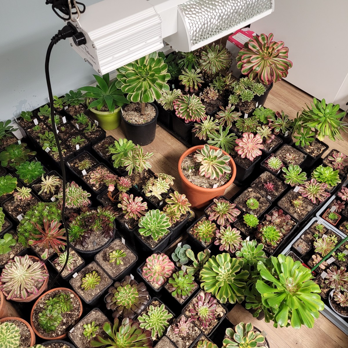 Guide Complet pour Éclairer vos Aeonium en Hiver