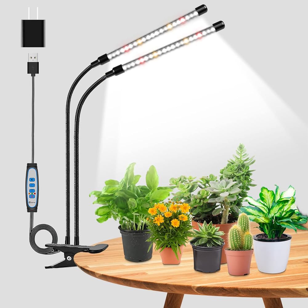 Aeonium Grow Lights: Choosing the Right Lamp, Intensity and Setup