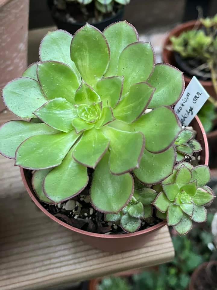 Aeonium Butterfly