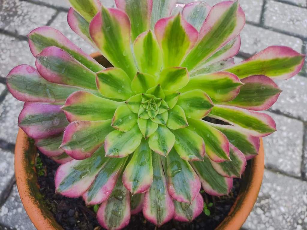 Aeonium Zhu Rong