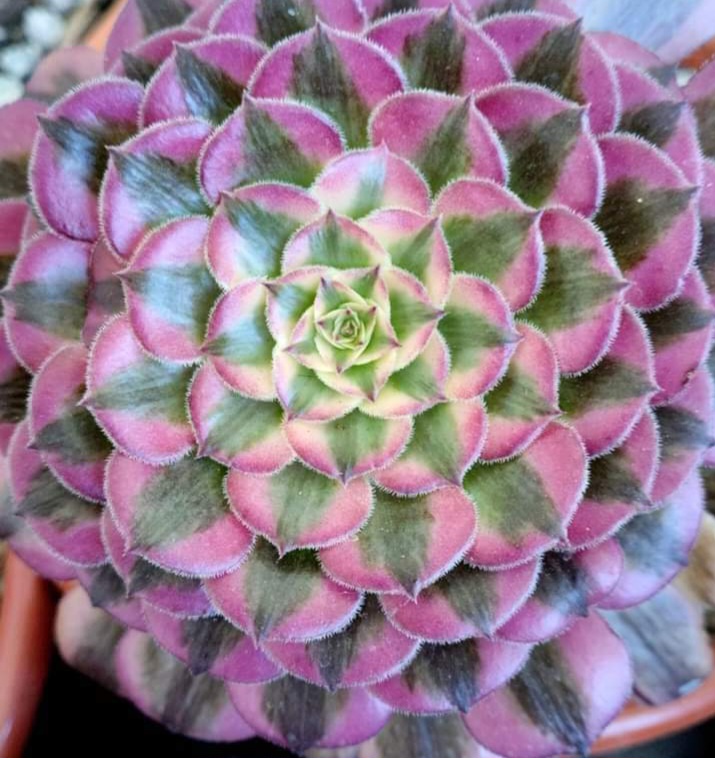 Aeonium Zhu Rong