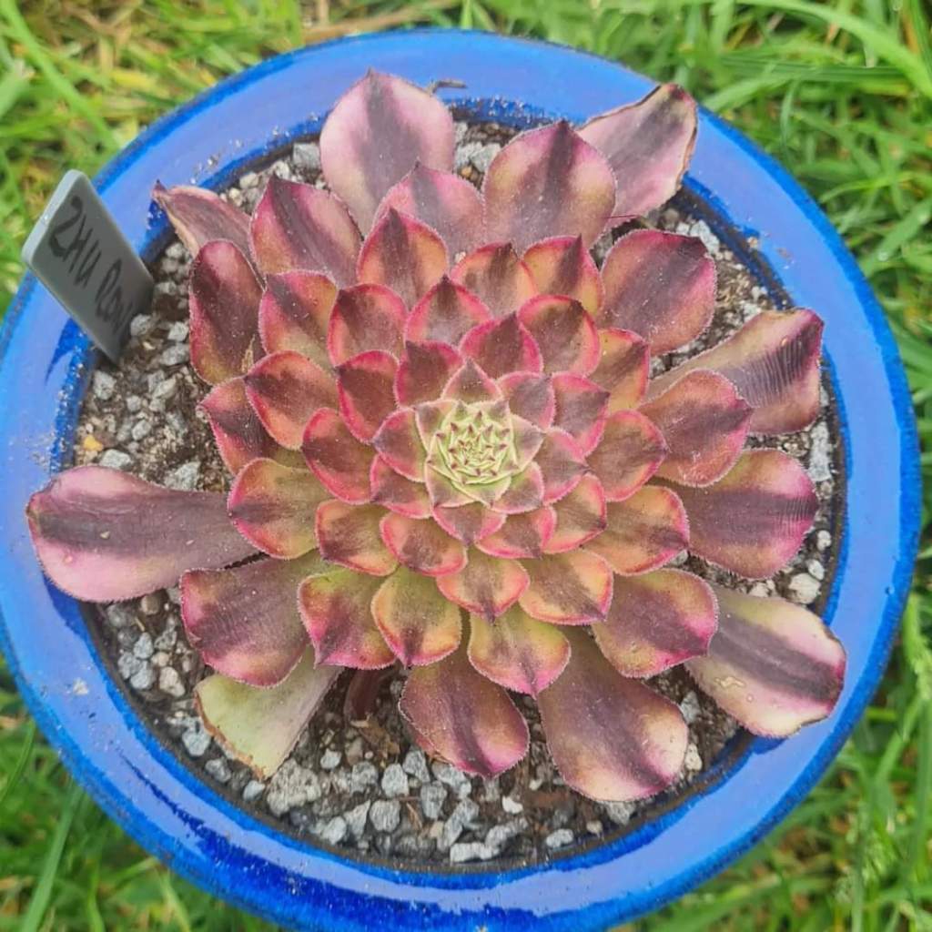 Aeonium Zhu Rong