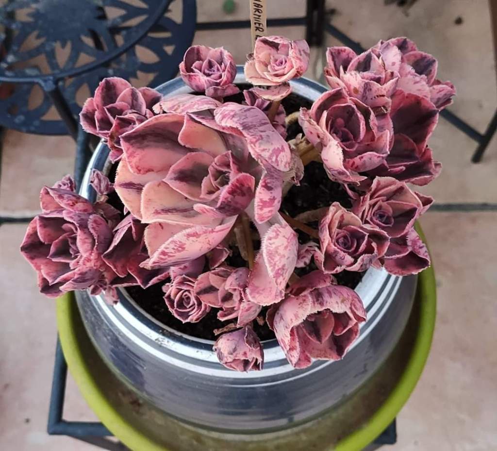 Aeonium Marnier Lapostolle Variegata