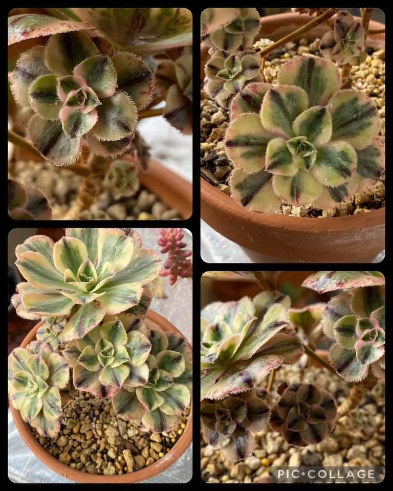 Aeonium Marnier Lapostolle Variegata