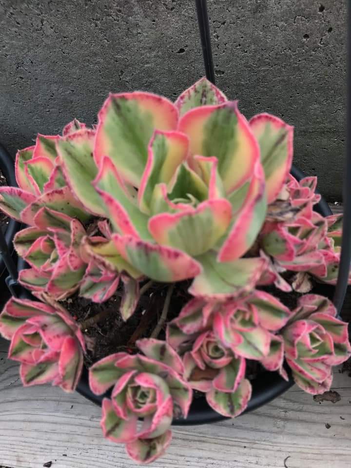 Aeonium ‘Marnier Lapostolle Variegata’