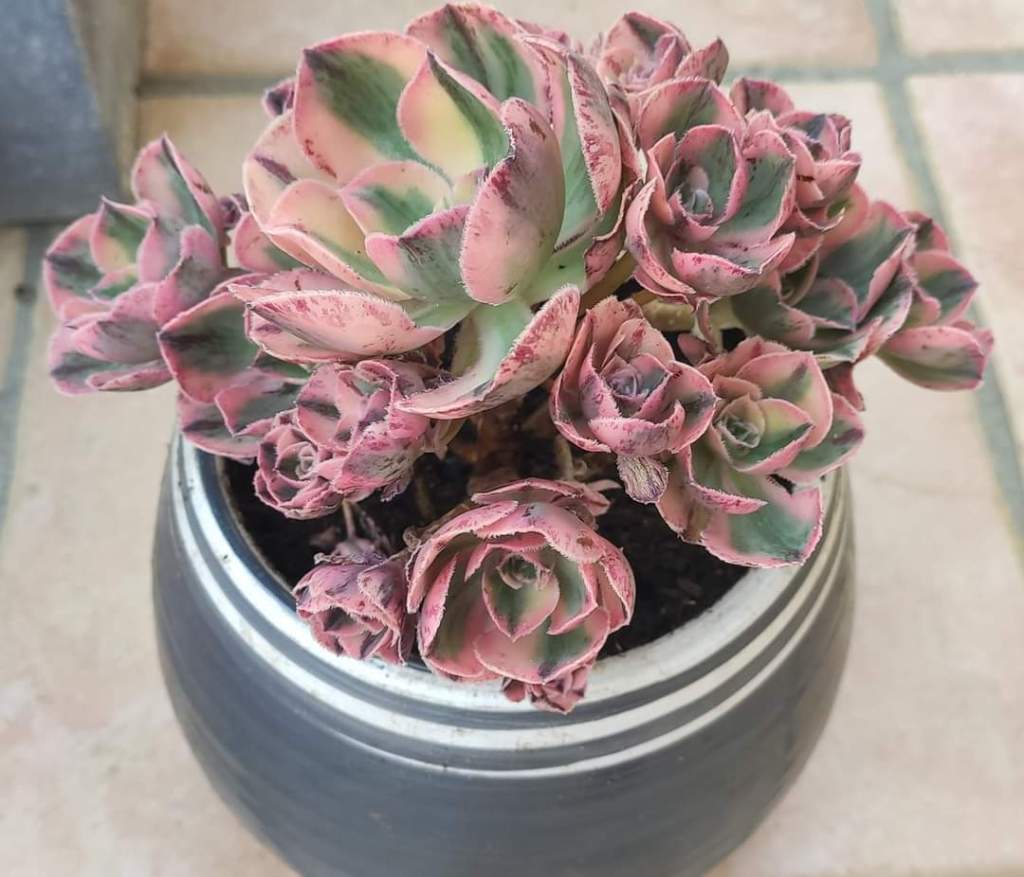 Aeonium Marnier Lapostolle Variegata
