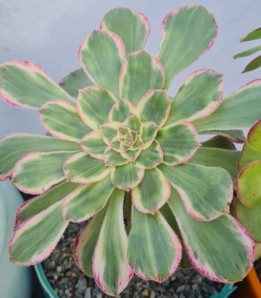 Aeonium Rubrolineatum variegata "V"