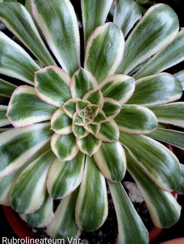 Aeonium Rubrolineatum variegata "V"
