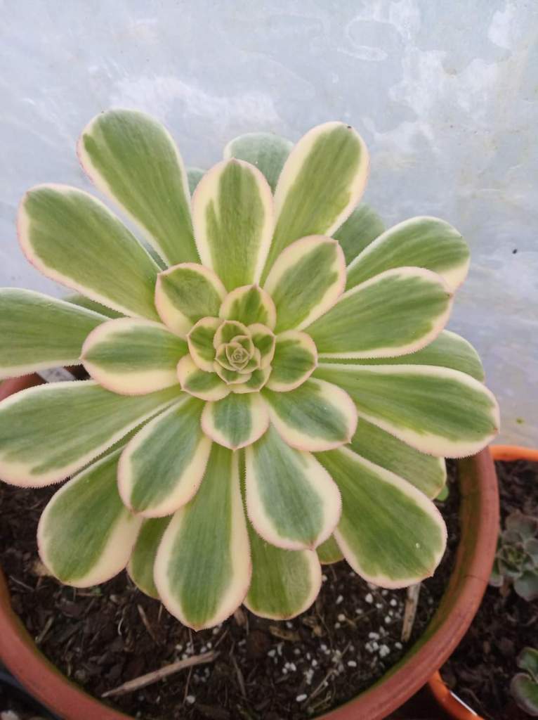 Aeonium Rubrolineatum variegata "V"