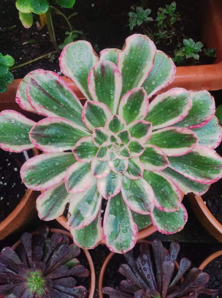 Aeonium Rubrolineatum variegata "V"