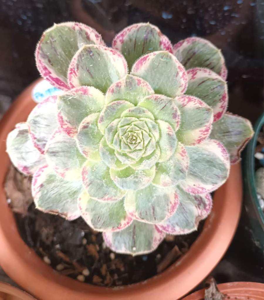 Aeonium Rubrolineatum variegata "V"