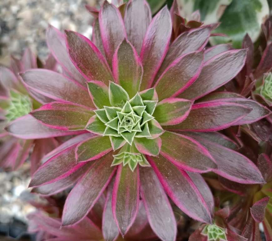 Aeonium White Phoenix