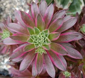 Aeonium White Phoenix
