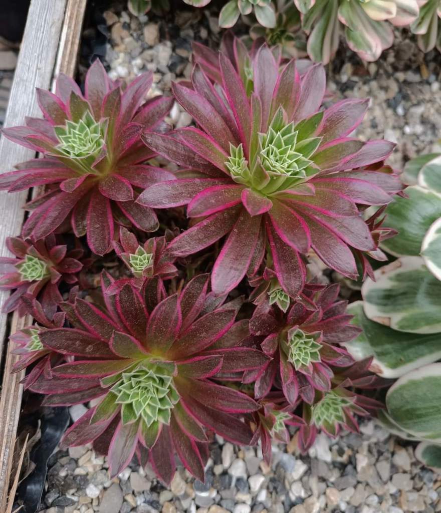 Aeonium White Phoenix (Phoenix Flame Variegata)