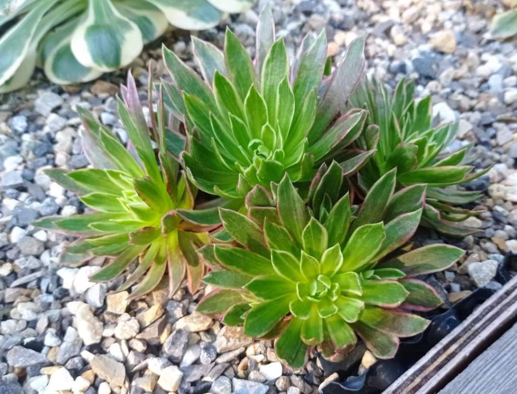 Aeonium White Phoenix (Phoenix Flame Variegata)
