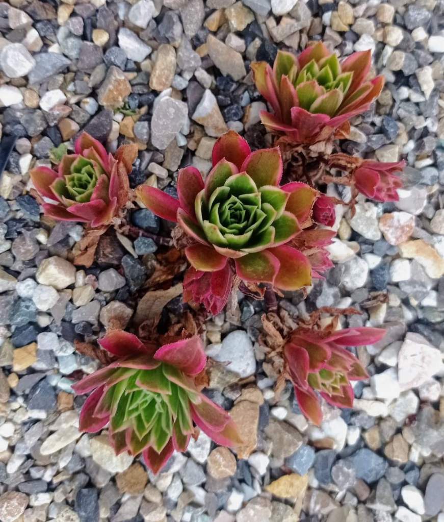 Aeonium White Phoenix (Phoenix Flame Variegata)