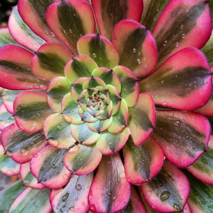 Aeonium Chocolates