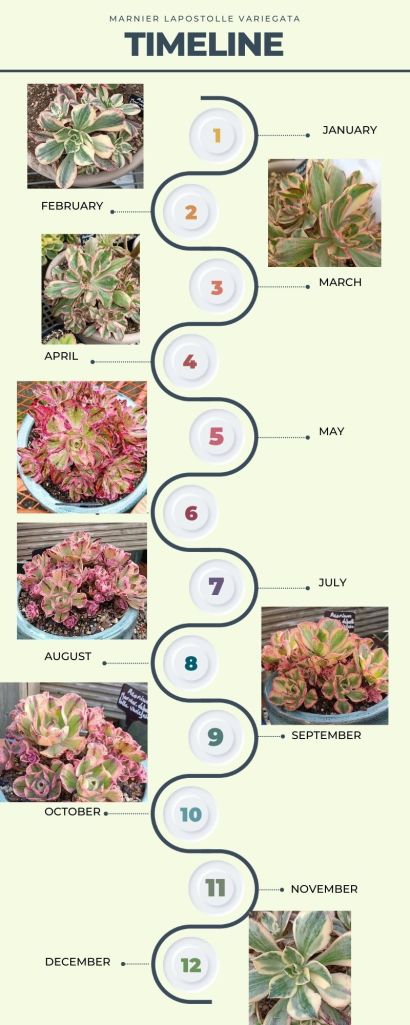 Timeline Marnier Lapostolle Variegata