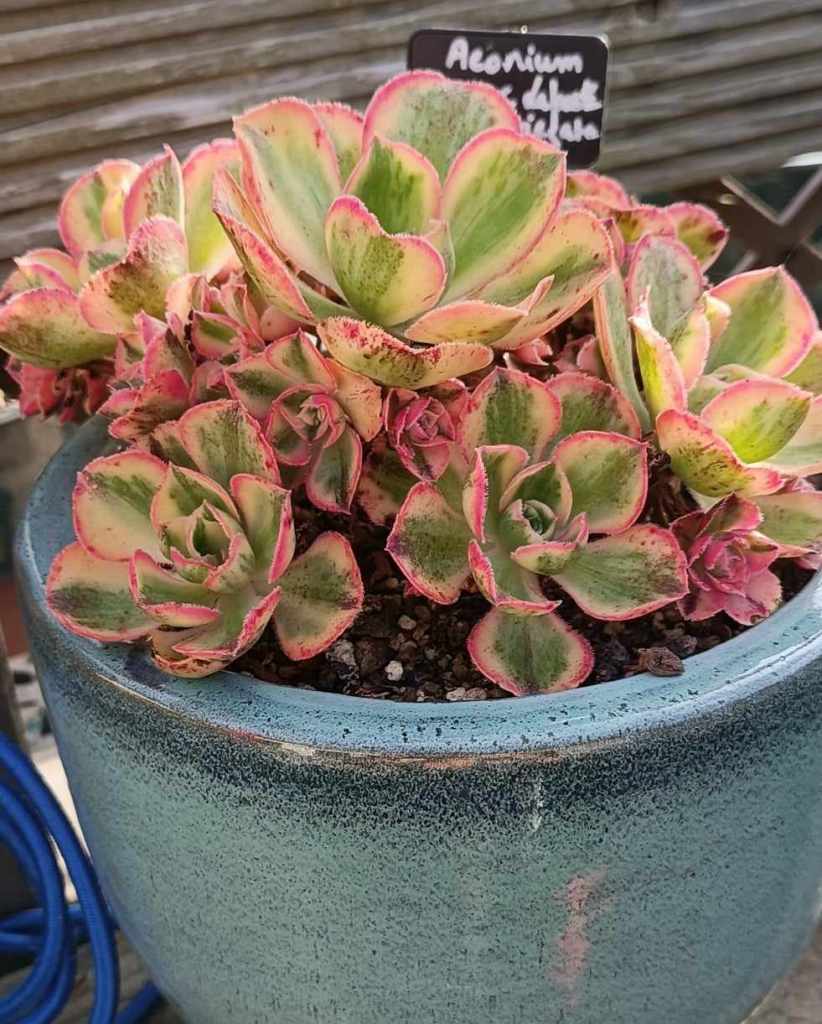 Aeonium Marnier Lapostolle Variegata