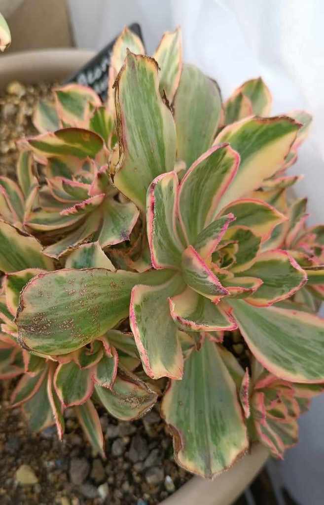 Aeonium Marnier Lapostolle Variegata