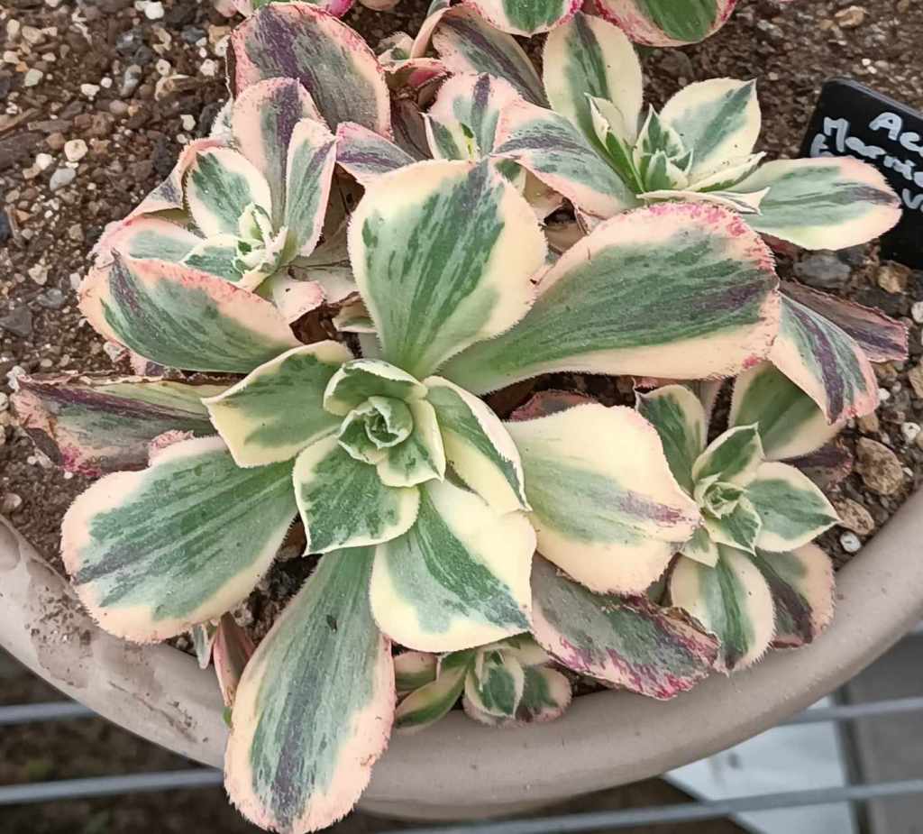 Aeonium Marnier Lapostolle Variegata