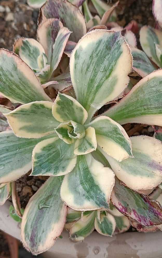 Aeonium Marnier Lapostolle Variegata