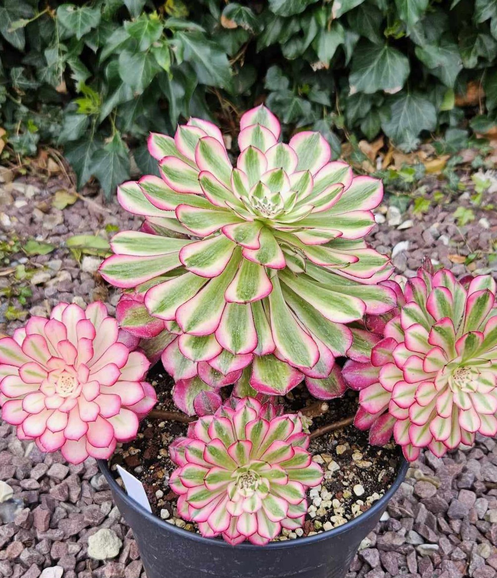 Aeonium ‘Zwartkin White’