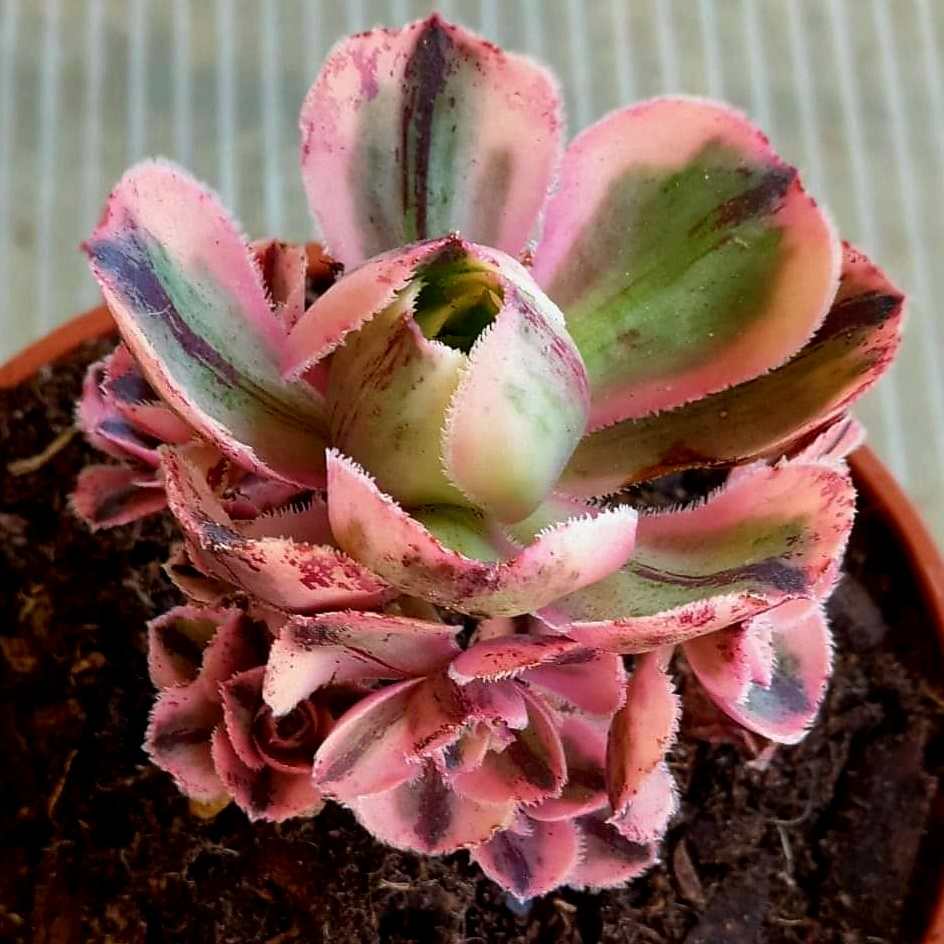 Aeonium Marnier Lapostolle Variegata